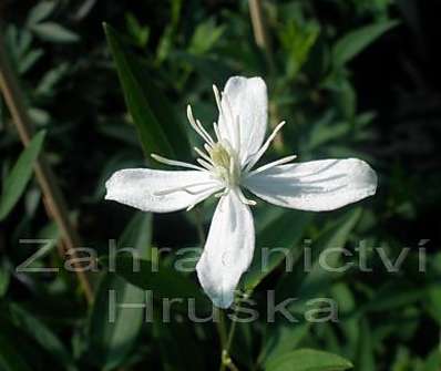 plamének - Clematis 'Angustifolia'