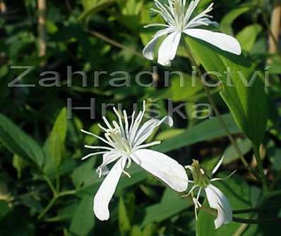 plamének - Clematis 'Angustifolia'