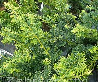 tis - Taxus baccata 'Summergold'