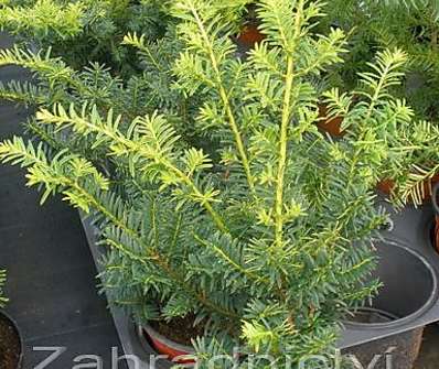tis - Taxus baccata 'Summergold'