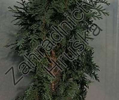 cypřišek - Chamaecyparis lawsoniana 'White Spot'