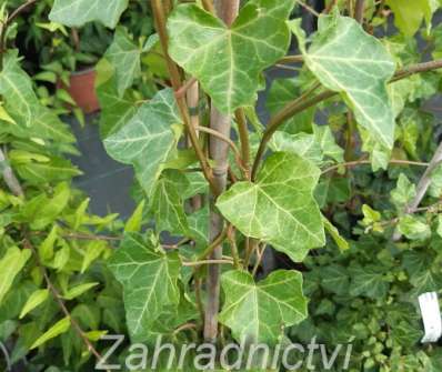 břečťan - Hedera Hibernica