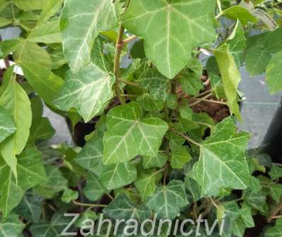 břečťan - Hedera Hibernica