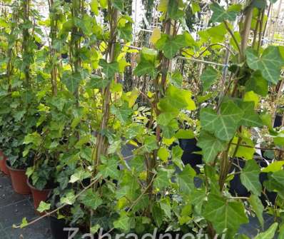 břečťan - Hedera Hibernica