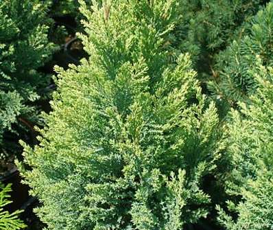 cypřišek - Chamaecyparis lawsoniana 'Yellow Transparent'