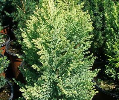 cypřišek - Chamaecyparis lawsoniana 'Yellow Transparent'