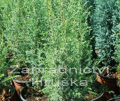 jalovec - Juniperus communis 'Sentinel'.