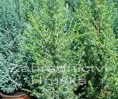 jalovec - Juniperus communis 'Sentinel'.