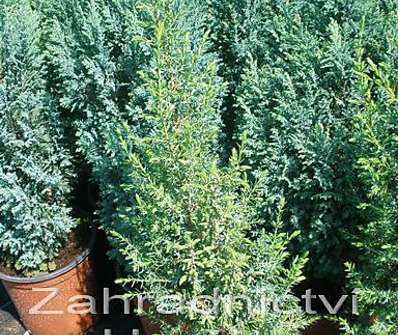 jalovec - Juniperus communis 'Sentinel'.