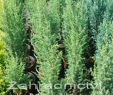 jalovec - Juniperus communis 'Sentinel'.