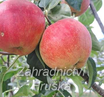 Jabloň Petra