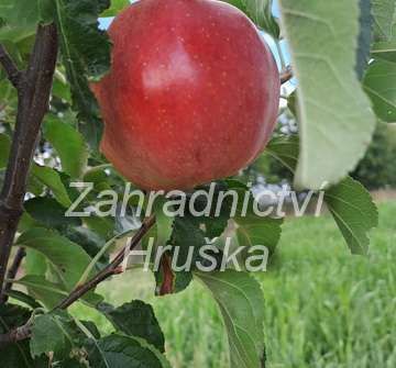 Jabloň Petra