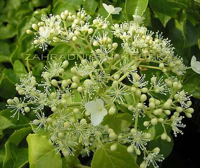 hortensie - Hydrangea ssp. 'Petiolaris'