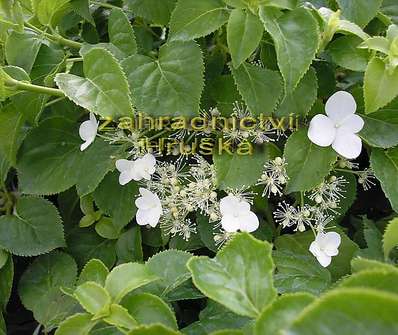 hortensie - Hydrangea ssp. 'Petiolaris'