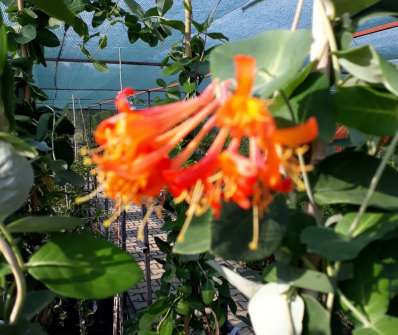 zimolez - Lonicera x brownii 'Dropmore Scarlet'