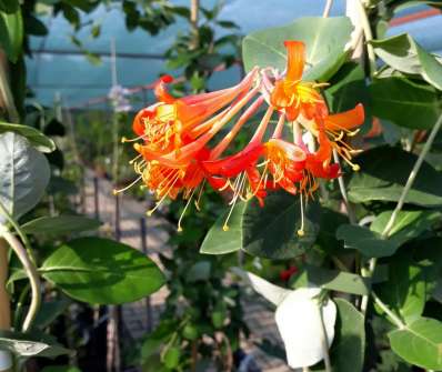 zimolez - Lonicera x brownii 'Dropmore Scarlet'