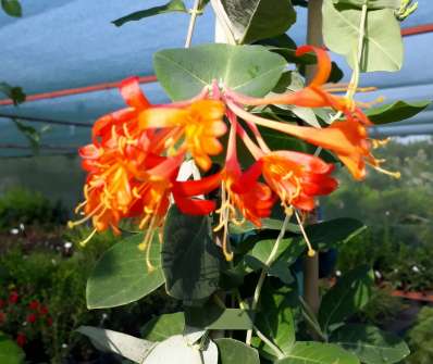 zimolez - Lonicera x brownii 'Dropmore Scarlet'