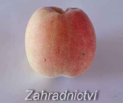 Broskvoň Krasava
