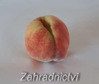 Broskvoň Krasava