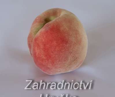 Broskvoň Krasava
