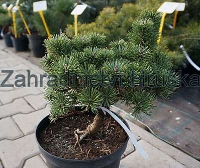 Borovice - Pinus mugo 'Picobello'