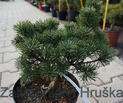 Borovice - Pinus mugo 'Picobello'