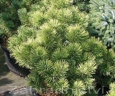 Borovice - Pinus mugo 'Wintergold'...