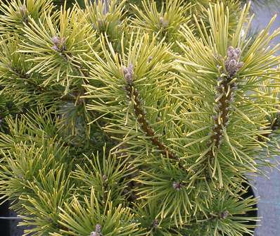 Borovice - Pinus mugo 'Wintergold'...