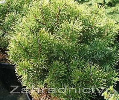 Borovice - Pinus mugo 'Wintergold'