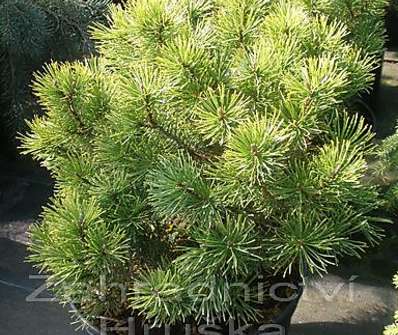 Borovice - Pinus mugo 'Wintergold'