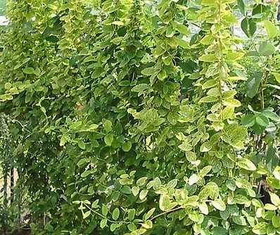 zimolez - Lonicera japonica Aureoreticulata