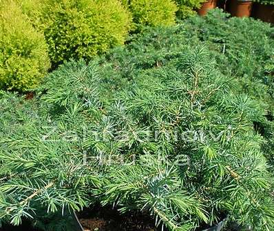 jalovec - Juniperus conferta 'Schlager'