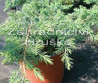 jalovec - Juniperus conferta 'Schlager'