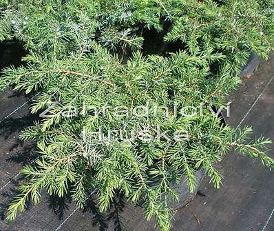jalovec - Juniperus conferta 'Schlager'