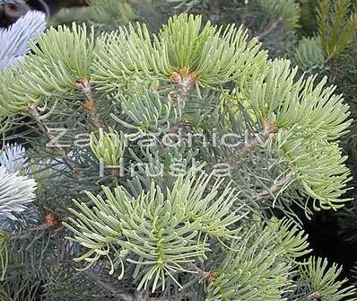 jedle - Abies concolor 'Nana'.