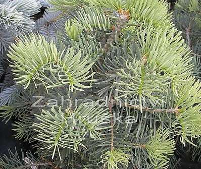 jedle - Abies concolor 'Nana'.