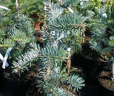 jedle - Abies alba 'Jedeloh'