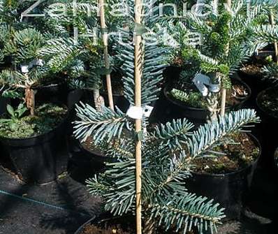 jedle - Abies alba 'Jedeloh'