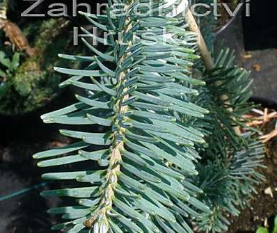 jedle - Abies alba 'Jedeloh'