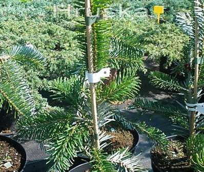 jedle - Abies alba 'Pendula'