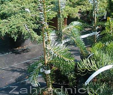 jedle - Abies alba 'Pendula'