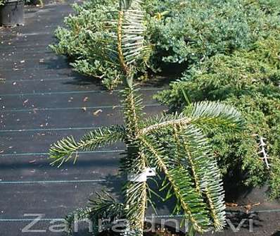 jedle - Abies alba 'Pendula'