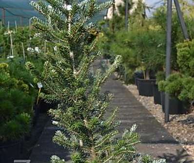 jedle - Abies koreana 'Nana'