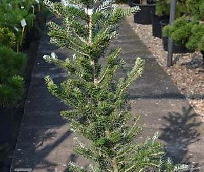 jedle - Abies koreana 'Nana'