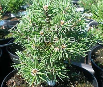 Borovice - Pinus uncinata 'Madla'