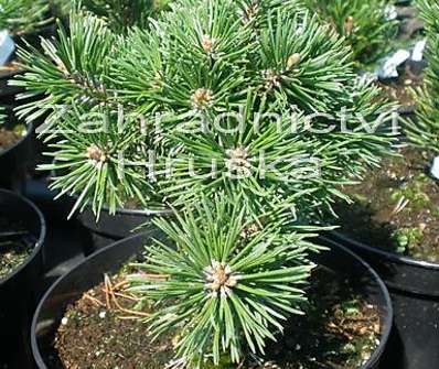 Borovice - Pinus uncinata 'Madla'