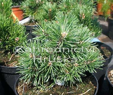 Borovice - Pinus uncinata 'Madla'