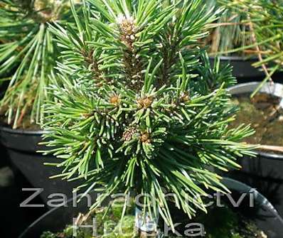 Borovice - Pinus uncinata 'Petruška'
