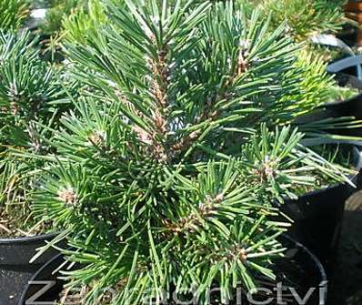 Borovice - Pinus uncinata 'SŠ20'