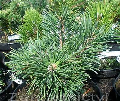 Borovice - Pinus uncinata 'SŠ20'